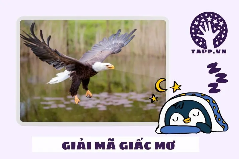 Giấc Mơ Đại Bàng Và Những Thông Điệp Từ Vũ Trụ