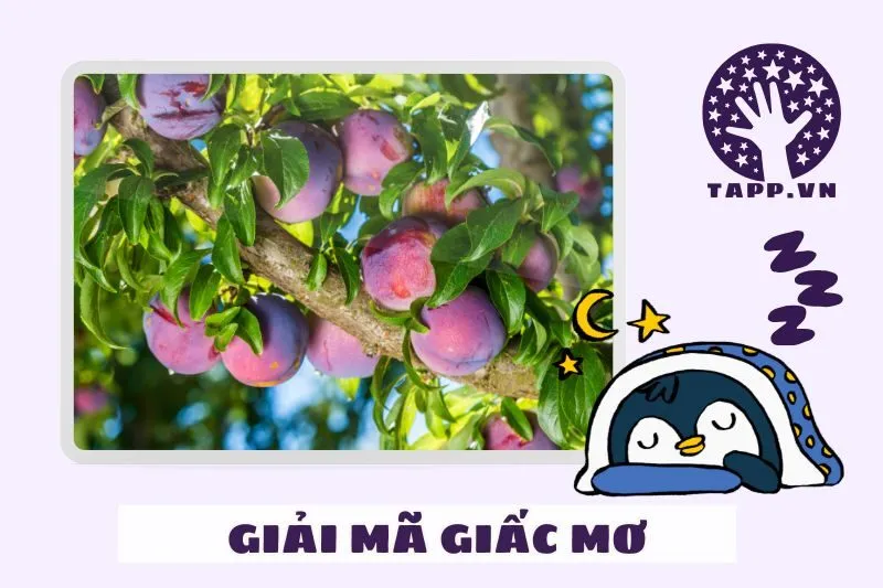 Giấc Mơ Thấy Cây Mận Và Cuộc Sống Hiện Thực