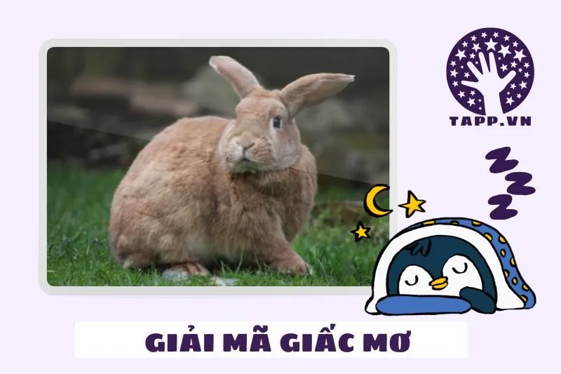 Giải mã chi tiết các giấc mơ thấy thỏ