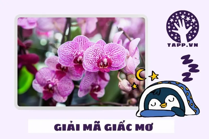 Giải mã chi tiết các loại hoa lan trong giấc mơ