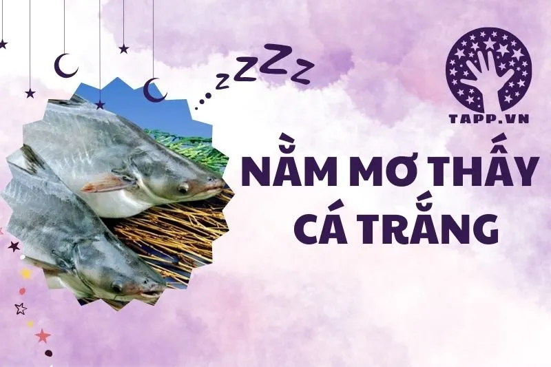 Giải Mã Giấc Mơ Nằm Mơ Thấy Cá Trắng 2025: Điềm Báo Tài Lộc Và May Mắn