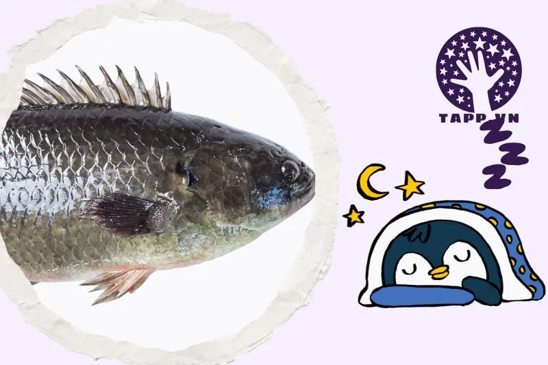 Giải mã giấc mơ thấy cá rô - Ý nghĩa chi tiết