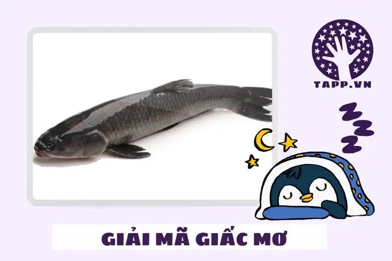 Giải mã giấc mơ thấy các loại cá đen phổ biến