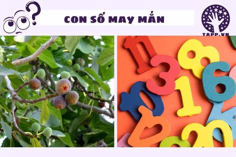 Giải Mã Những Con Số Liên Quan Đến Giấc Mơ Cây Sung