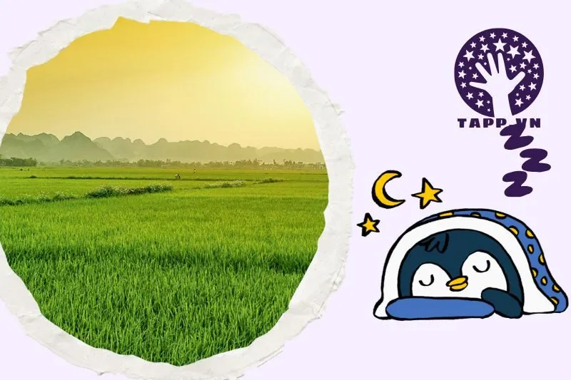 Giải mã ý nghĩ chi tiết giấc mơ thấy cây lúa