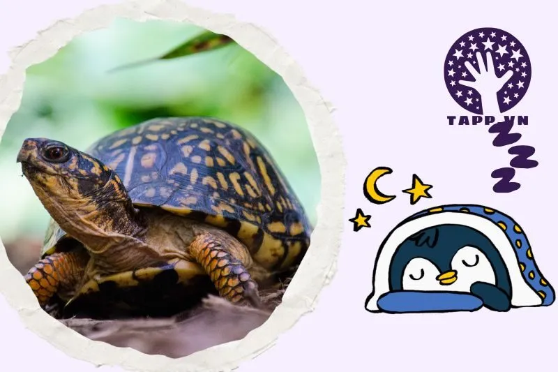 Giải mã ý nghĩa giấc mơ thấy con ba ba