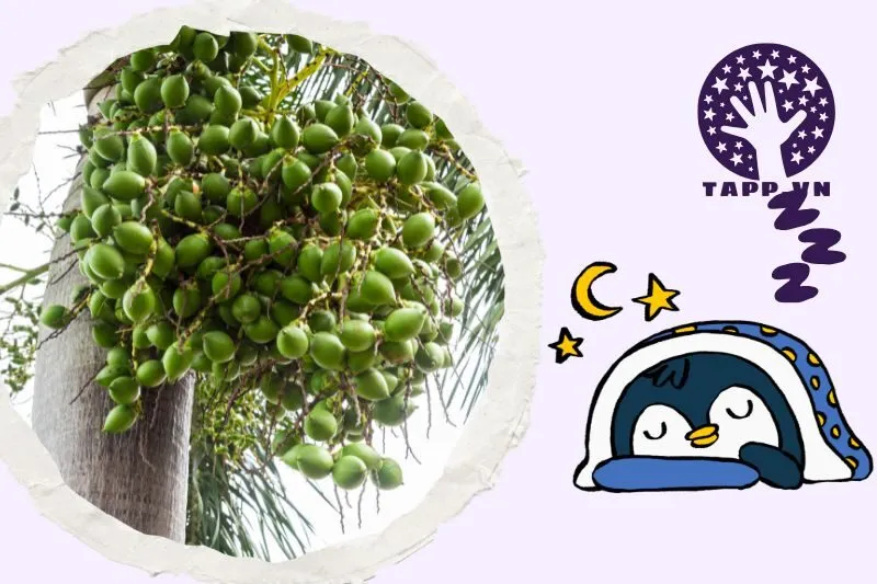 Giải Mã Ý Nghĩa Khi Nằm Mơ Thấy Buồng Cau