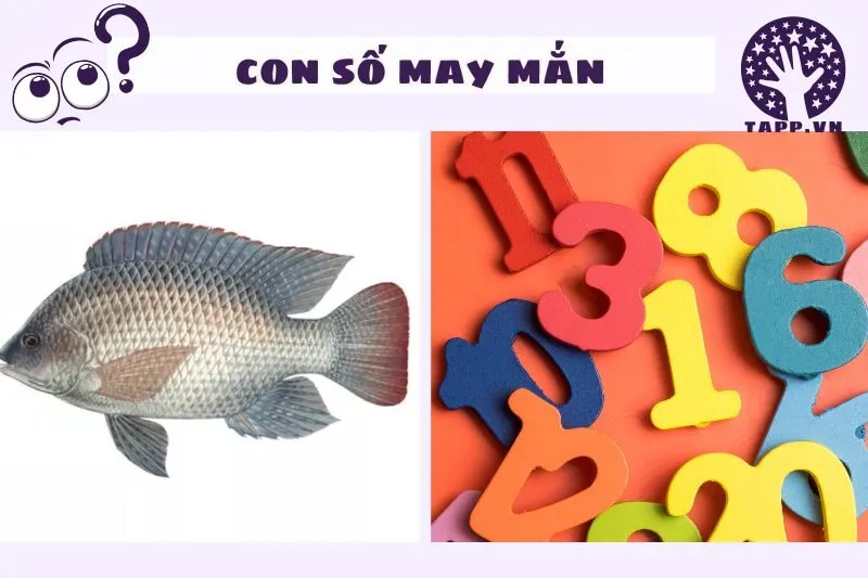 Liên hệ giấc mơ thấy cá rô với các con số may mắn