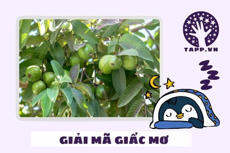 Lời Khuyên Khi Nằm Mơ Thấy Trái Ổi