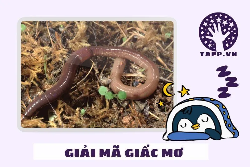 Màu sắc của giun đất trong giấc mơ nói lên điều gì?