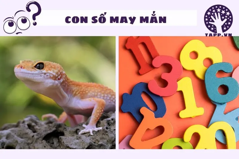 Mơ thấy tắc kè và các con số liên quan đến giấc mơ