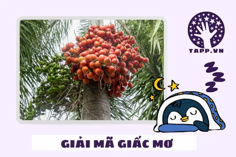 Nằm Mơ Thấy Buồng Cau Và Các Điềm Báo Tốt