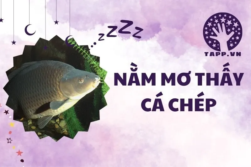 Nằm Mơ Thấy Cá Chép: Giải Mã Ý Nghĩa Và Điềm Báo 2025