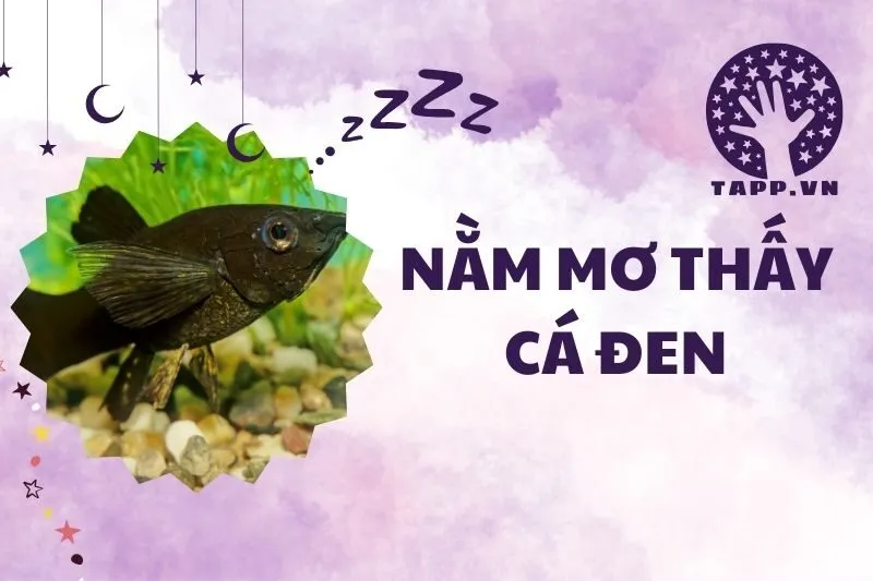 Nằm mơ thấy cá đen: Ý nghĩa và điềm báo tốt hay xấu 2025?