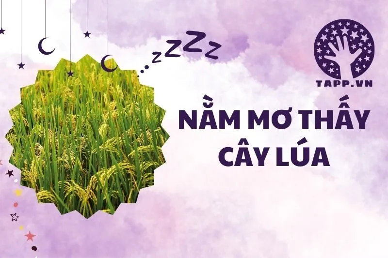 Nằm Mơ Thấy Cây Lúa: Giải Mã Ý Nghĩa và Điềm Báo Từ Giấc Mơ 2025