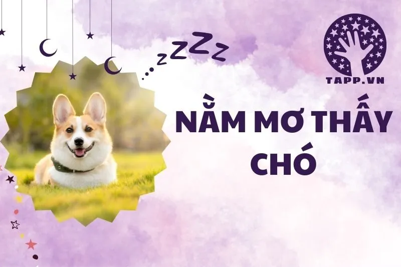 Nằm mơ thấy chó: Giải mã ý nghĩa và điềm báo quan trọng 2025