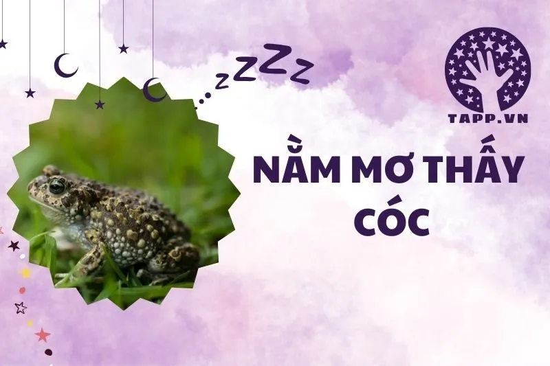 Nằm mơ thấy cóc: Giải mã điềm báo và ý nghĩa phong thủy 2025