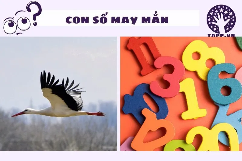 Nằm Mơ Thấy Con Cò Và Ý Nghĩa Số May Mắn