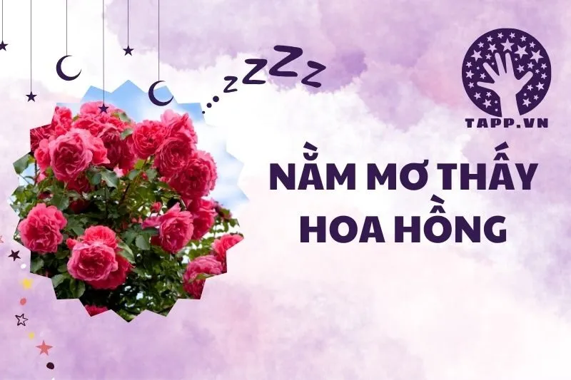Nằm Mơ Thấy Hoa Hồng: Giải Mã Ý Nghĩa Và Điềm Báo Chi Tiết 2025