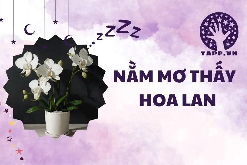 Nằm mơ thấy hoa lan: Giải mã ý nghĩa và điềm báo quan trọng 2025