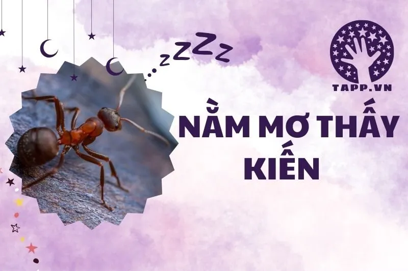 Nằm Mơ Thấy Kiến: Giải Mã Điềm Báo, Ý Nghĩa Và Con Số May Mắn 2025