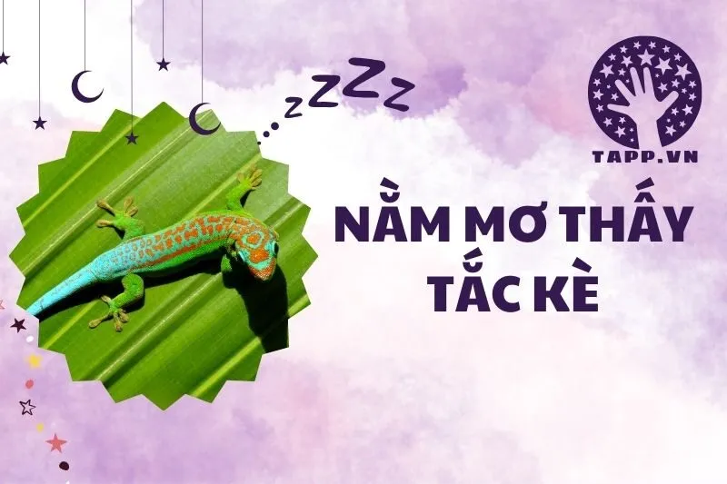 Nằm mơ thấy tắc kè: Ý nghĩa và điềm báo chi tiết 2025