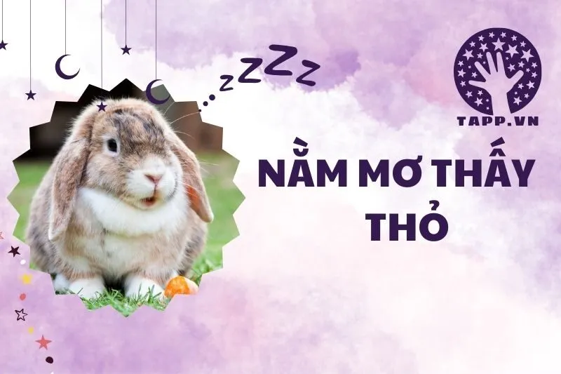Nằm Mơ Thấy Thỏ: Ý Nghĩa, Giải Mã Và Số May Mắn 2025
