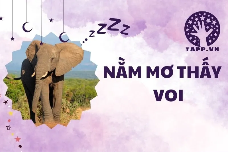 Nằm Mơ Thấy Voi: Ý Nghĩa, Điềm Báo Và Con Số May Mắn 2025