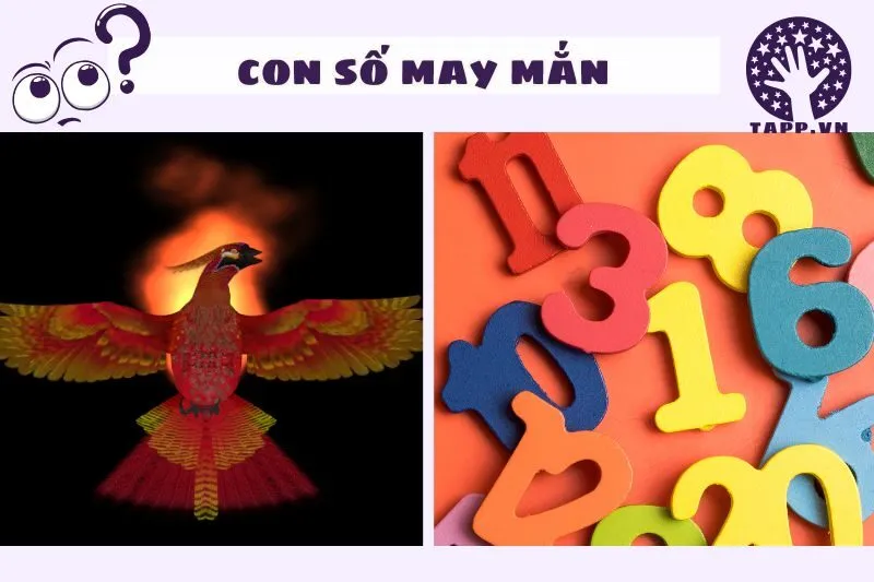 Những con số may mắn khi nằm mơ thấy phượng hoàng