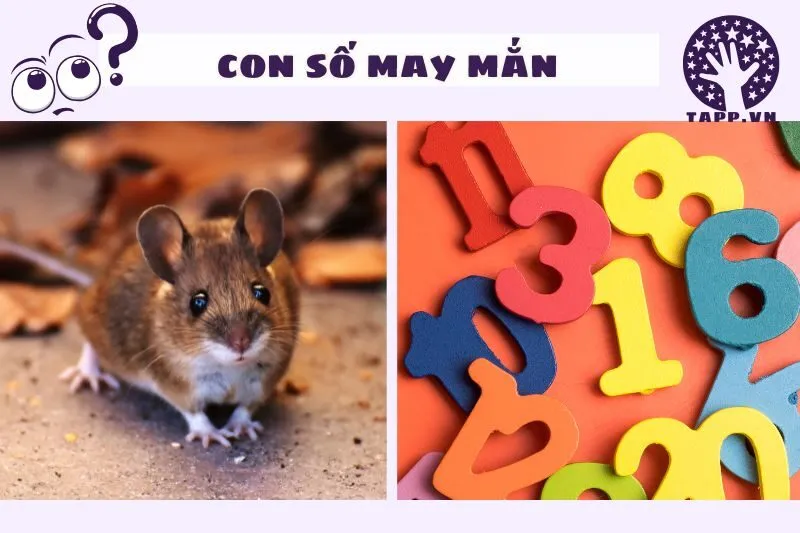 Những con số may mắn liên quan đến giấc mơ thấy chuột