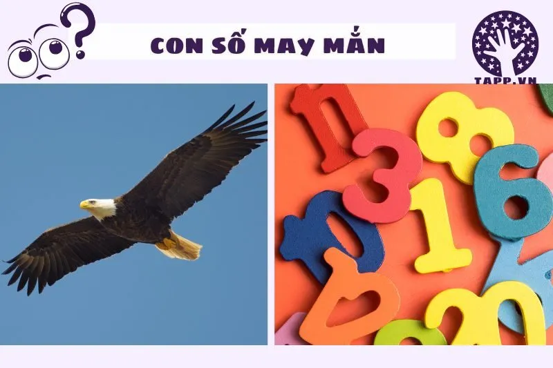 Những Con Số May Mắn Liên Quan Đến Giấc Mơ Thấy Đại Bàng