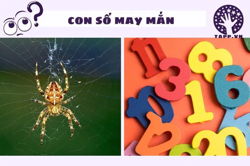 Những con số may mắn liên quan đến giấc mơ thấy nhện