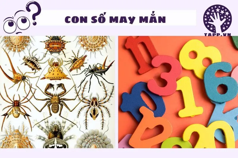 Những Con Số May Mắn Liên Quan Đến Giấc Mơ Thấy Sâu Bọ