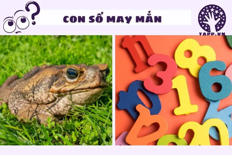 Những con số may mắn từ giấc mơ