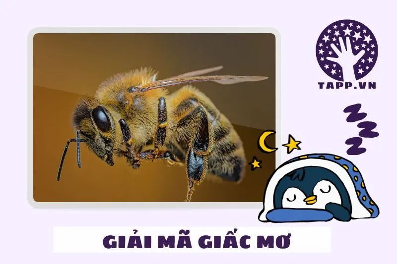 Những giấc mơ liên quan khác và mối liên hệ với giấc mơ thấy ong