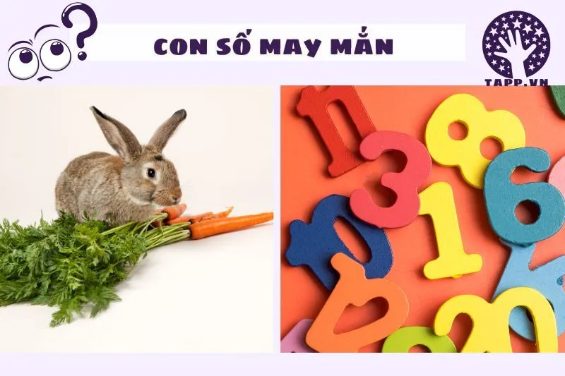 Số may mắn liên quan đến giấc mơ thấy thỏ