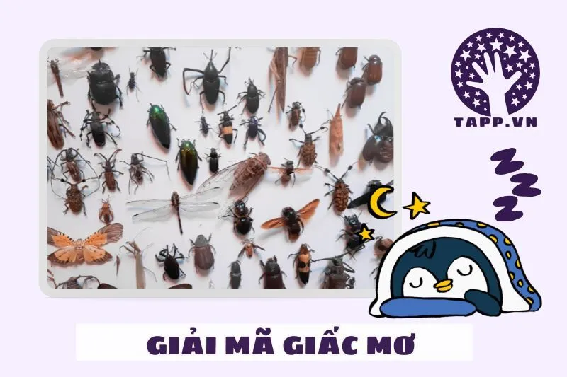 Tác Động Của Giấc Mơ Thấy Sâu Bọ Đến Sức Khỏe Và Tinh Thần Của Bạn
