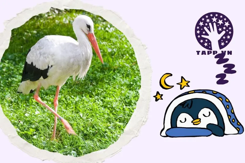 Ý Nghĩa Chung Của Giấc Mơ Nằm Mơ Thấy Con Cò