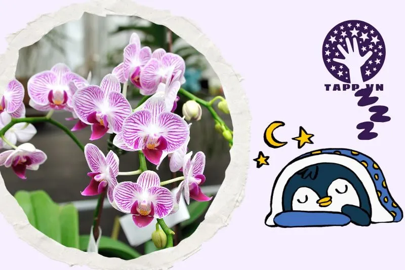 Ý nghĩa chung của giấc mơ thấy hoa lan