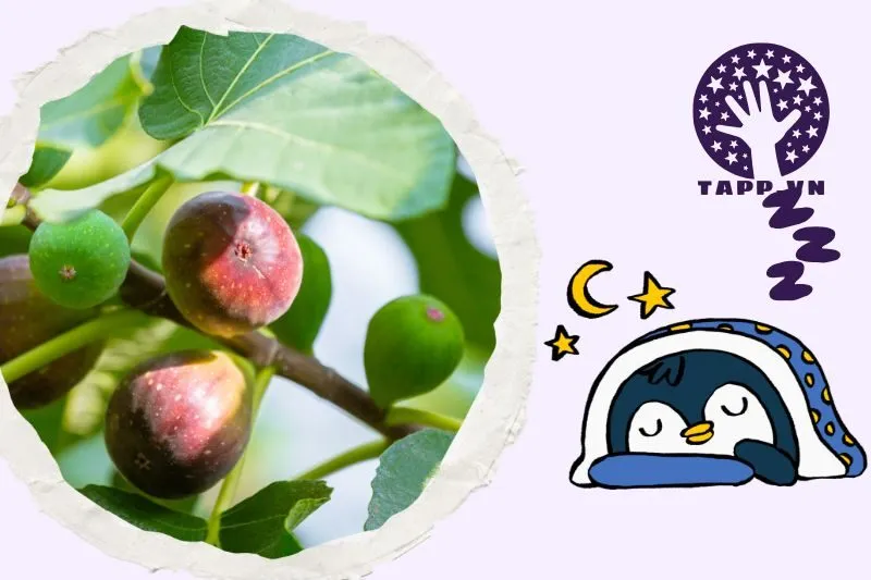 Ý Nghĩa Của Giấc Mơ Thấy Cây Sung