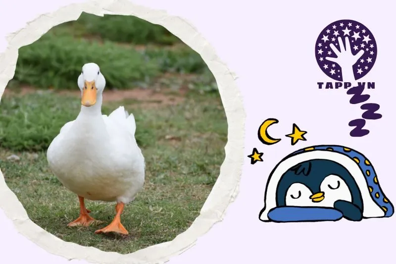 Ý nghĩa của giấc mơ thấy vịt là gì?