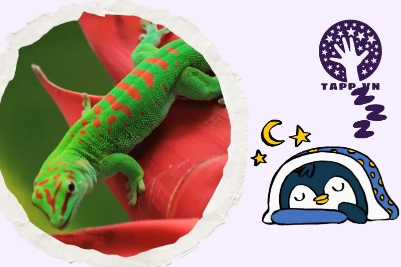 Ý nghĩa của việc nằm mơ thấy tắc kè