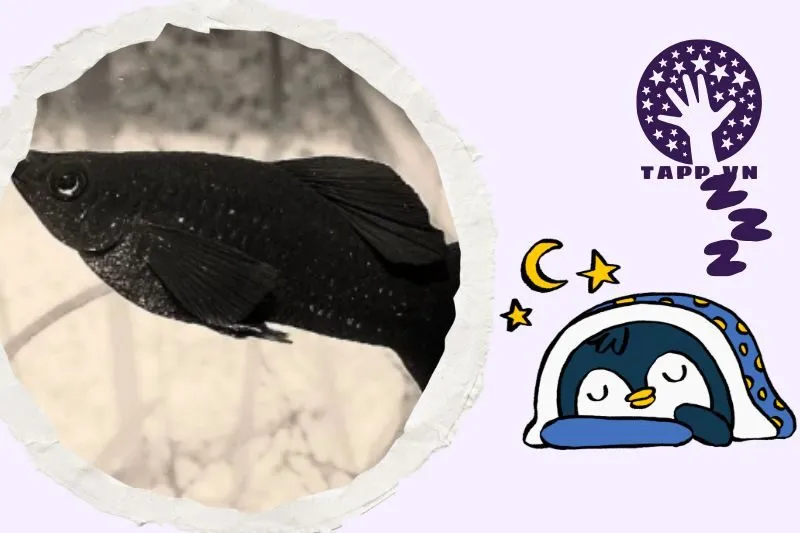 Ý nghĩa giấc mơ nằm mơ thấy cá đen trong các bối cảnh khác nhau