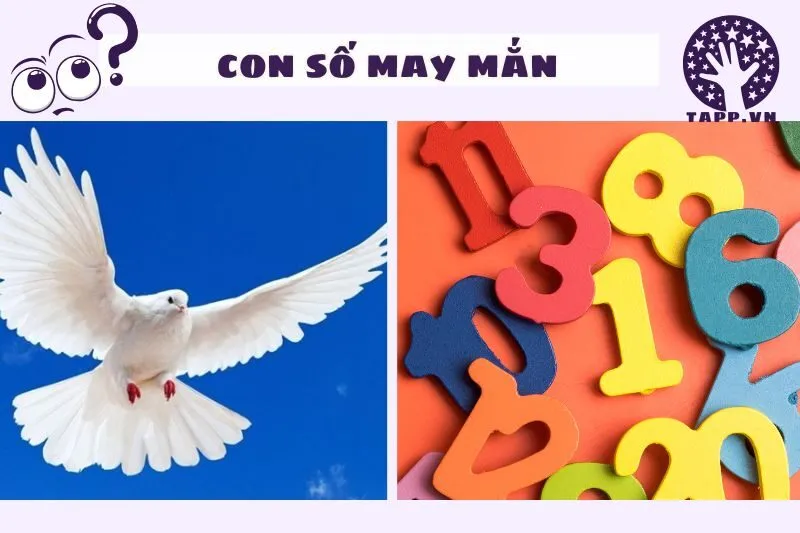 Con số liên quan đến giấc mơ thấy bồ câu