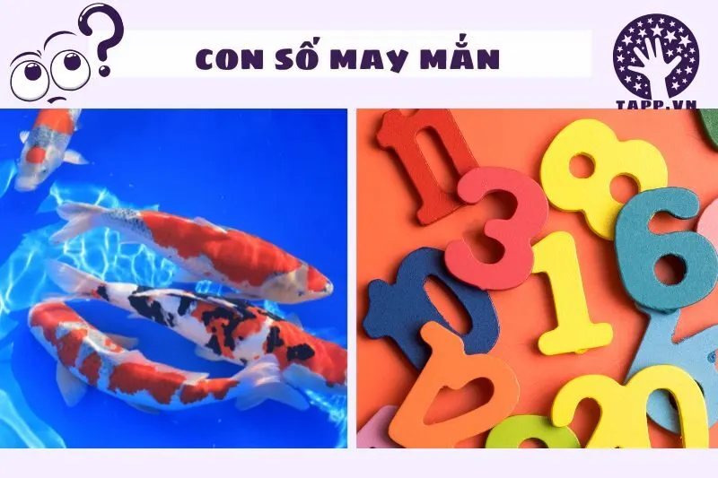 Con số may mắn liên quan đến giấc mơ thấy cá koi