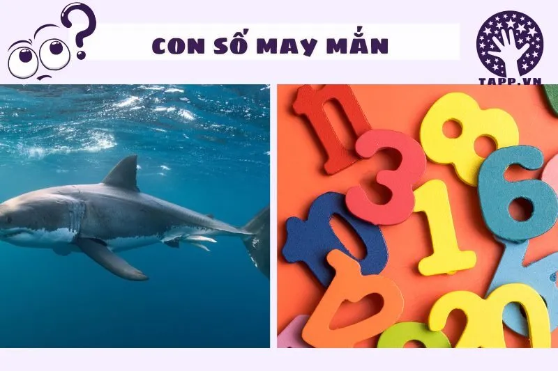 Nằm mơ thấy cá mập và những con số may mắn