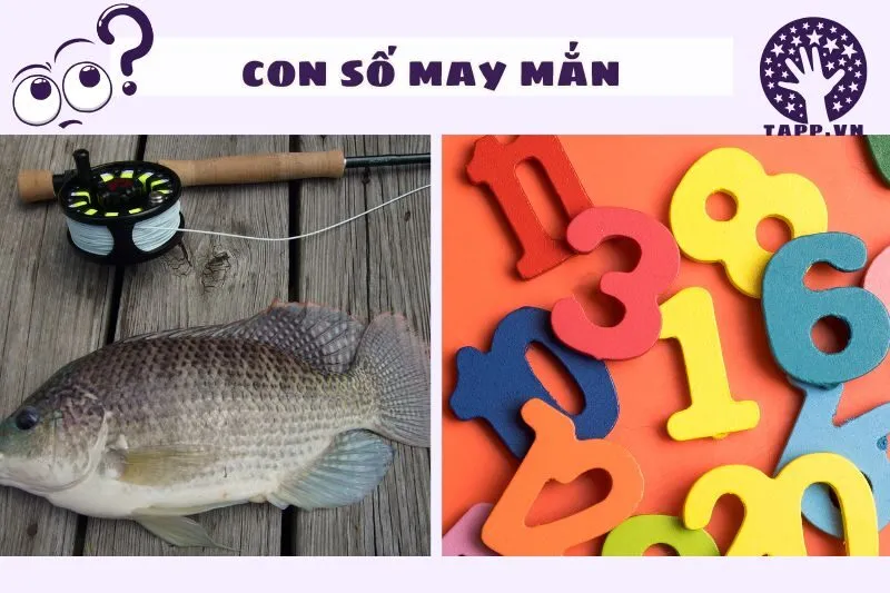 Những con số may mắn liên quan đến giấc mơ nằm mơ thấy cá rô phi