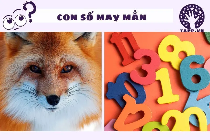 Những con số may mắn liên quan đến giấc mơ thấy cáo