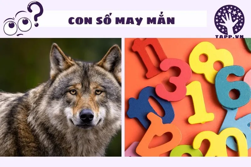 Mơ thấy chó sói và con số may mắn