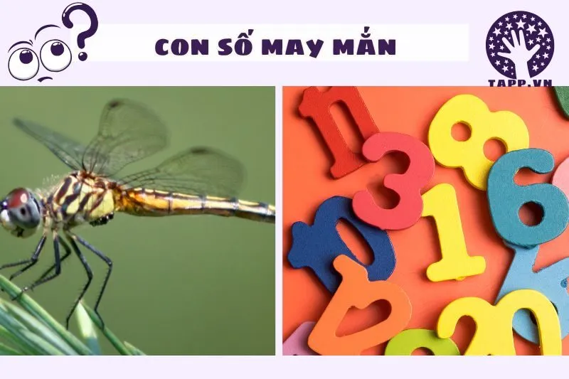 Các con số may mắn liên quan đến giấc mơ nằm mơ thấy chuồn chuồn